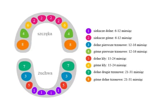 Kiedy wychodzą zęby 5 mleczne? Poznaj ważne informacje o teethingu