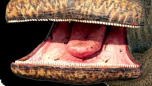 Dinozaur co ma 500 zębów: fascynująca historia nigerzaura